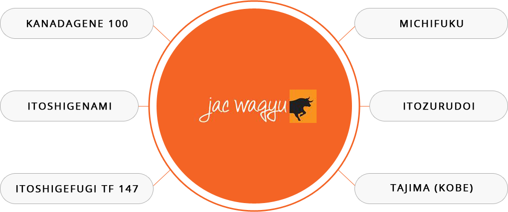 Jack Wagyu Beef